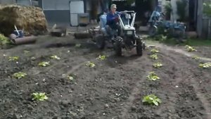 Рыхление междурядий картофеля мотоблоком