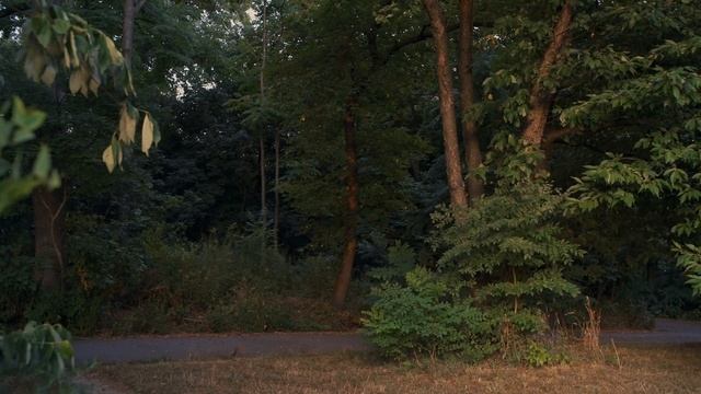 Pushing Fujicolor 200 - Canon EOS 650 In Prospect Park With 20+ Sample Pics смотреть онлайн