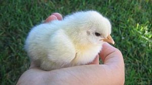 Разведение кур Бентамок как бизнес идея | Куры Бентамки