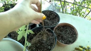 Малина ремонтантная оранжевая/пересадка осенью/грунт для малины