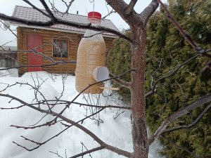 О розах, и не только. Февральские заботы