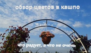 Цветы в кашпо. Что растет в моем горшечном саду. Наблюдения и выводы.