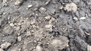ОГУРЦЫ Посадка семенами в открытый грунт