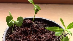 Как вырастить гранат?  Гранат из косточки!