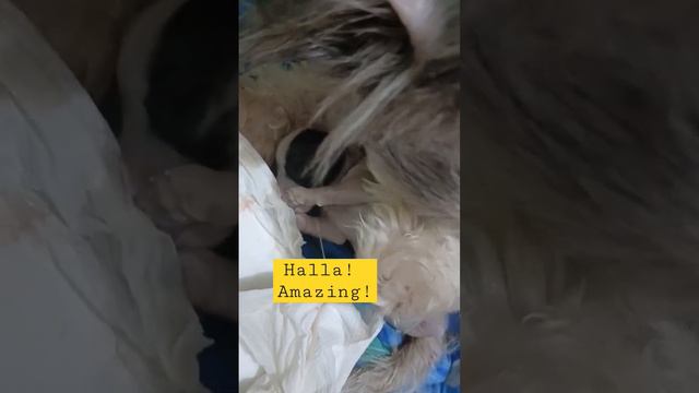 65 Days Pregnancy , my Shitsu Gave birth on 65th day of pregnancy #shitzu #dog #doglover #pregnant