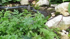 Пруд с аквариумными рыбками в саду. Температура в минимумах!