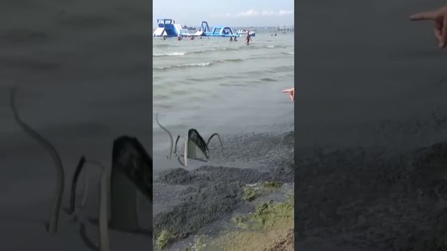 Змей камкаед ? на пляже Анапы. Пожиратель морских водорослей