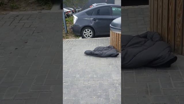 Высокая мода подъехала #юмор #сургут #абюзер