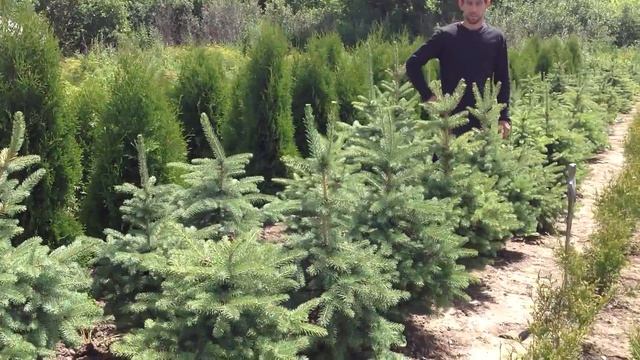 Ель колючая голубая. Посадочный материал собственного производства. смотреть онлайн