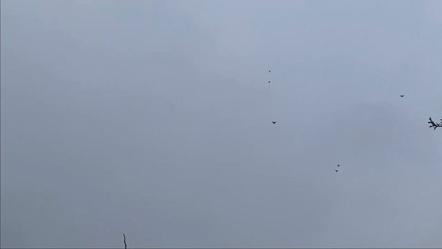 Почему голубки не несут яйца. Несколько факторов влияющих на яйцекладку голубок