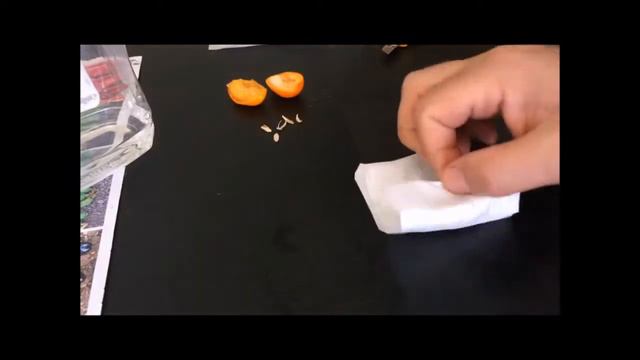 Kamkat Kumkuat Nasıl Çimlendirilir saksıda nasıl yetiştirilir смотреть онлайн