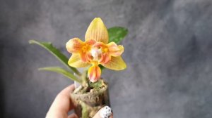 Phal. Yaphon Perbalm (peloric - 3-lips) - первое цветение азиатского трилипса! Мне повезло!