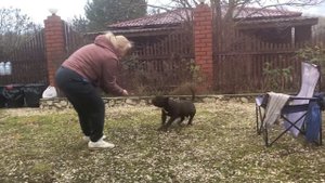 Американский булли ‘ щенок 7 месяцев’ покет