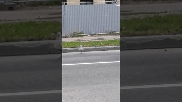 гагары в питере гуляют