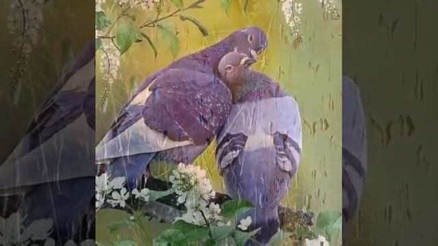 *Голуби, Голуби, Голуби *(Виктор Петлюра и Аня Воробей) смотреть онлайн