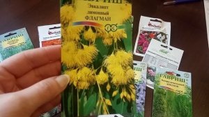 Семена комнатных цветов.