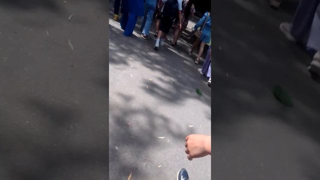 я первый раз в ростовском зоопарке! интересные животные смотреть онлайн