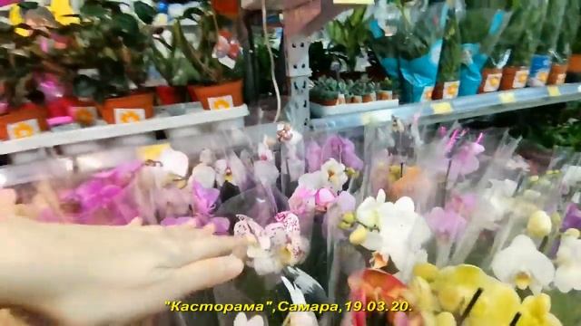 CASTORAMA:ШИКАРНЫЙ завоз ОРХИДЕЙ (Каода,Пикоти и др.),19.03.20,Самара. смотреть онлайн