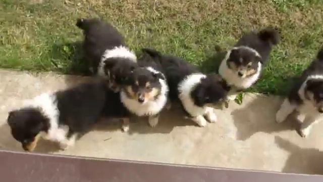 2018-06-06 004-щенки колли Триса и Нури, 7 недель смотреть онлайн