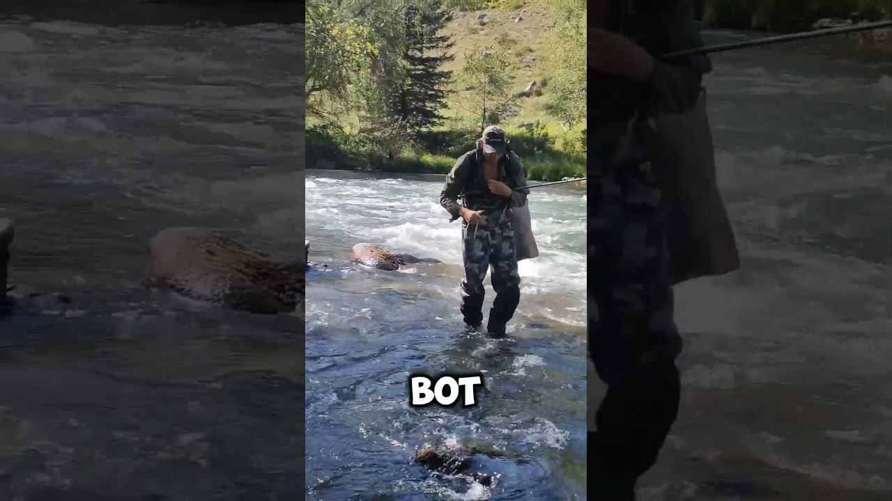 Хариус жадно заглатывает приманку #fishing #горныйалтай #рыбалка #водомет смотреть онлайн