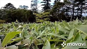 Поход к бухте Горобец. Шикотан 2020