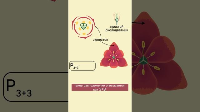 разбор формулы цветка семейства Лилейных на примере тюльпана ? #биология #биологияегэ #ботаника