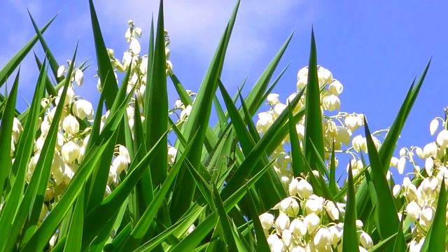 Юкка гигантская смотреть онлайн