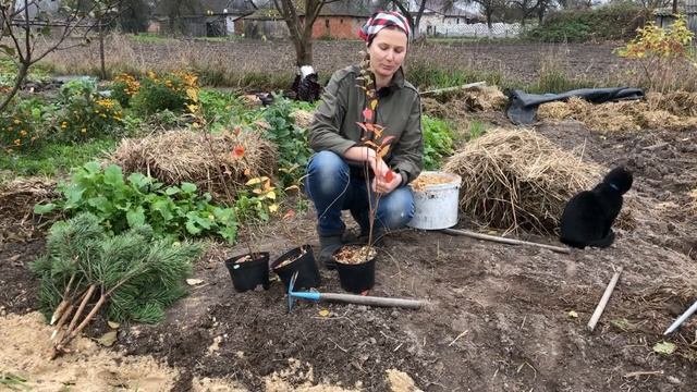 лохина. готуємо саджанці до зими