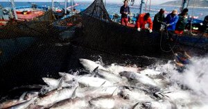 ЖУТКО ИНТЕРЕСНО! ПРОЦЕСС УЛОВА И ПЕРЕРАБОТКИ РЫБЫ ПРЯМО В МОРЕ