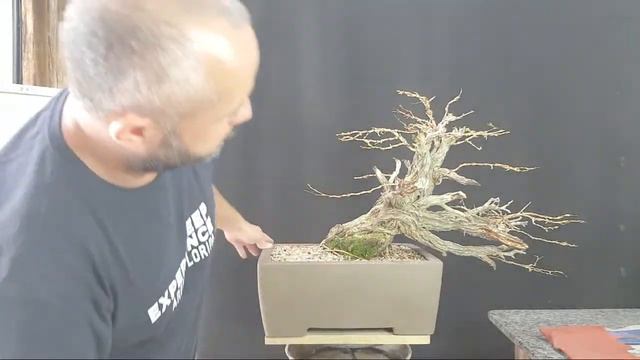 AULA DE ESTILIZAÇÃO COMPLETA 1 | Como Fazer Bonsai смотреть онлайн