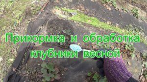 Прикормка и обработка клубники (земляники) весной. Первые весенние работы с клубникой.
