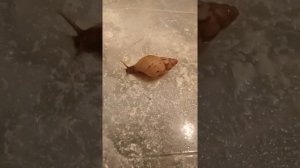 Улитки Ахатины Ирадели (Занзибарики). Содержание древесников.