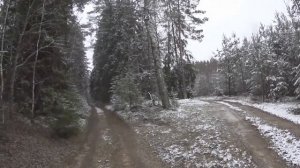 Охота с Русскими гончими на зайца 8 11 19