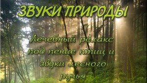 Лечебная музыка леса