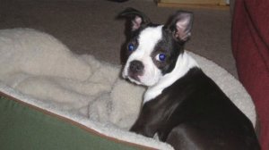 11 Things To Expect When Living In An Apartment With A Boston Terrier Puppy!