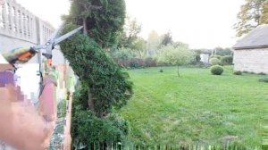 СТРИЖКА ТУИ. Как подстричь тую в форме спирали на шаре. Формировочная стрижка