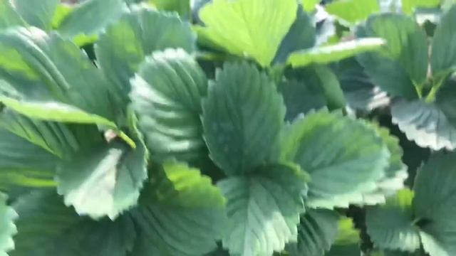 В ГОСТЯХ У ПРОФЕССИОНАЛОВ В ИТАЛИИ смотреть онлайн