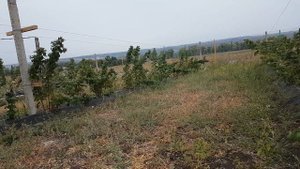 Обзор сорта малины  Брусвяна