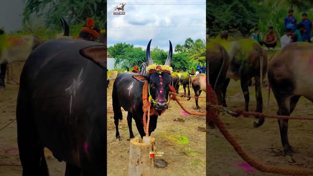 Kangayam Bull | Mass effect | #jallikattu #story #reels #trending