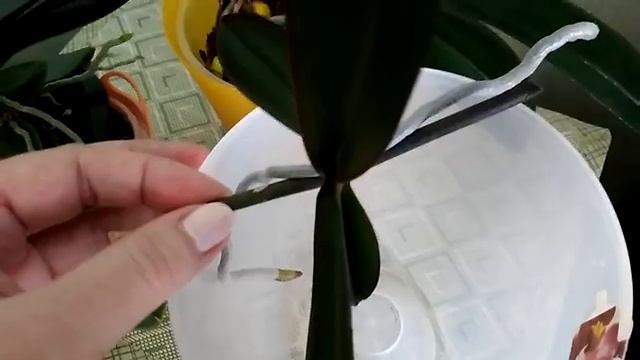 ОРХИДЕИ Фаленопсис: ОТДЕЛЯЕМ ДЕТКУ! (11.01.19) смотреть онлайн