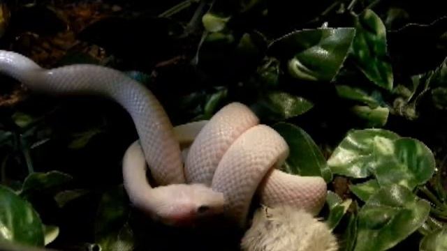 Pantherophis obsoletus lindheimeri leucistic смотреть онлайн