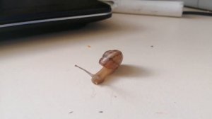 Песенка про улитку