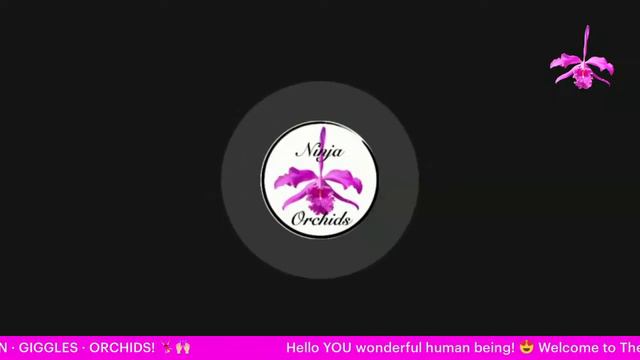 🎤The Language of Orchid Flowers | What is Hanakotoba? Target Your Colors #ninjaorchids #livestream смотреть онлайн