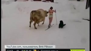 В Швеции девушки в купальниках катались верхом на коровах