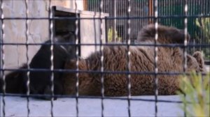 Как медведица Настя медвежат кормит. Парк львов "Тайган"