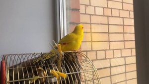 Попугай какарик разговаривает и смотрит в окно