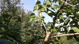 После урожая груша сильно согнулась, что делать?