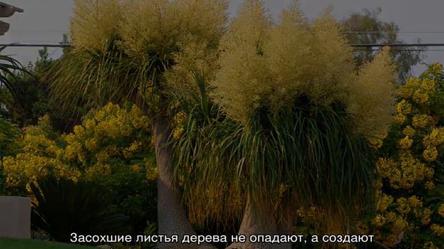 Цветок нолина — уход в домашних условиях смотреть онлайн