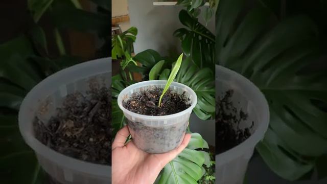 growing a date seed 🥺🌱 #planttok #palm #planttiktok #indoorgarden #plants