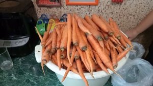 Как сохранить урожай моркови на зиму в домашних условиях (способ хранения в полиэтиленовых пакетах)
